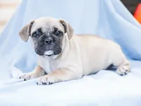 Dyson, a male French Bulldog for sale in Liberty, KY – Photo 4 of 4