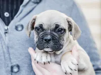 Dyson, a male French Bulldog for sale in Liberty, KY – Photo 2 of 4