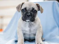 Dyson, a male French Bulldog for sale in Liberty, KY – Photo 3 of 4