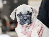 Dyson, a male French Bulldog for sale in Liberty, KY – Photo 1 of 4