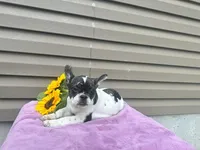 Kinder, a female French Bulldog for sale in Liberty, KY – 2 of 4
