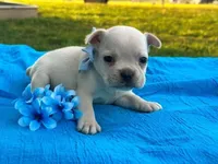 Surprise, a male French Bulldog for sale in Liberty, KY – 2 of 3