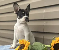 Sunkist, a male French Bulldog for sale in Liberty, KY – 3 of 4