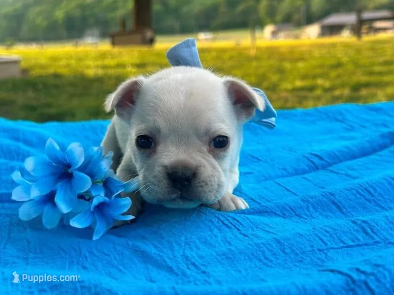 Surprise – French Bulldog puppy for sale in Liberty, KY