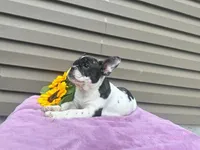 Kinder, a female French Bulldog for sale in Liberty, KY – 1 of 4