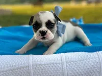 Kernal, a male French Bulldog for sale in Liberty, KY – 2 of 4