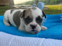 Kernal, a male French Bulldog for sale in Liberty, KY – 4 of 4