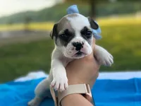 Kernal, a male French Bulldog for sale in Liberty, KY – 3 of 4