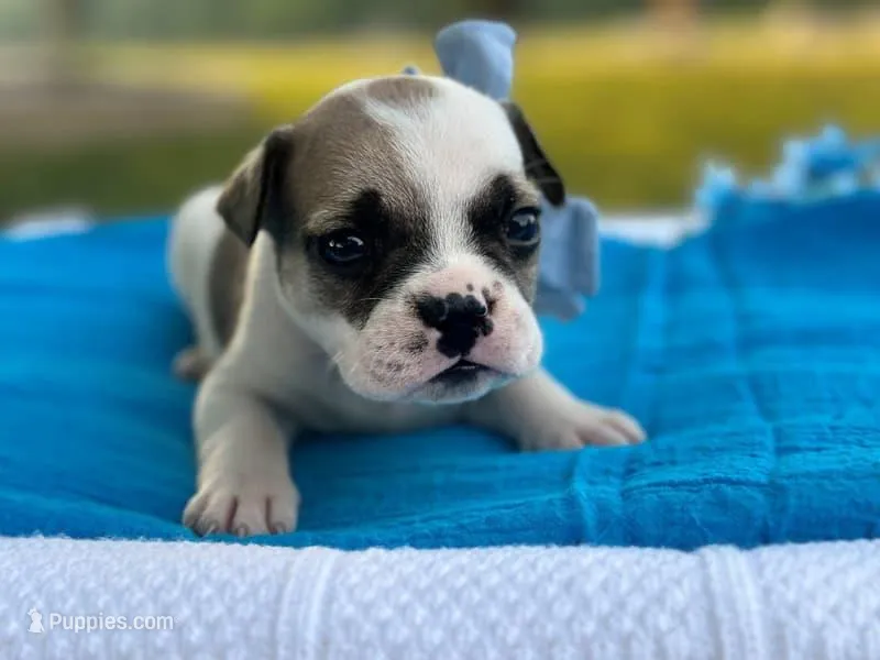Kernal – French Bulldog puppy for sale in Liberty, KY