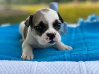Kernal, a male French Bulldog for sale in Liberty, KY – 1 of 4