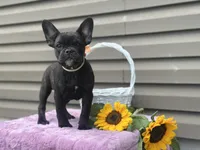 Kosher, a female French Bulldog for sale in Liberty, KY – 2 of 4