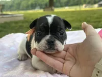 Keylime, a female French Bulldog for sale in Liberty, KY – 2 of 4