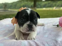 Keylime, a female French Bulldog for sale in Liberty, KY – 3 of 4