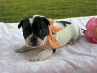 Keylime, a female French Bulldog for sale in Liberty, KY – 1 of 4
