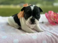 Keylime, a female French Bulldog for sale in Liberty, KY – 4 of 4