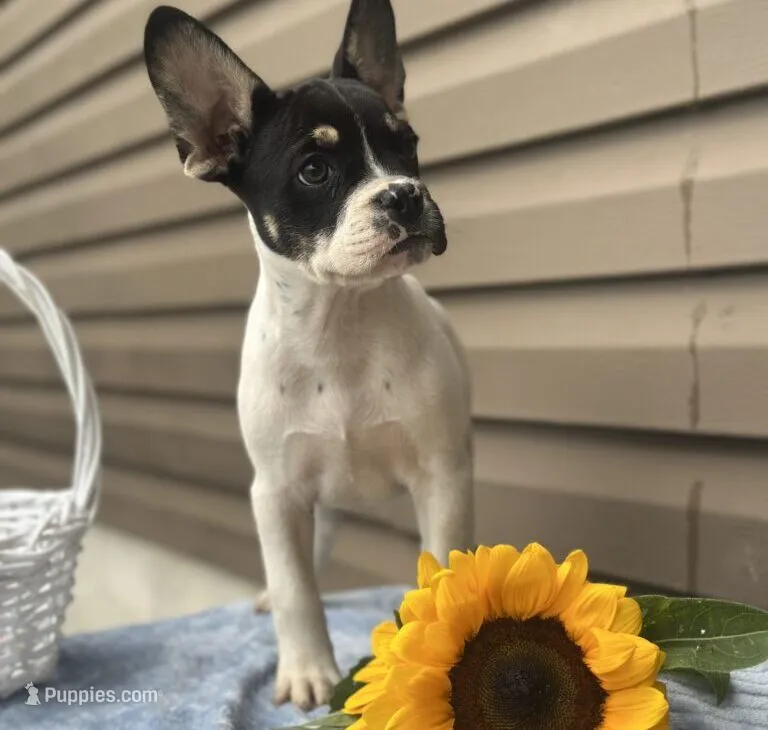 Sunkist – French Bulldog puppy for sale in Liberty, KY