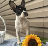 Sunkist, a male French Bulldog for sale in Liberty, KY – 1 of 4