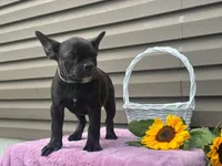 Kosher, a female French Bulldog for sale in Liberty, KY – 4 of 4