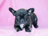 Genet, a female French Bulldog for sale in Liberty, KY – Photo 3 of 4