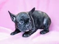 Genet, a female French Bulldog for sale in Liberty, KY – Photo 2 of 4