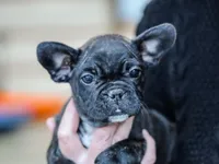 Genet, a female French Bulldog for sale in Liberty, KY – Photo 1 of 4