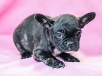 Genet, a female French Bulldog for sale in Liberty, KY – Photo 4 of 4