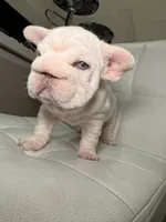 Pixie, a female French Bulldog for sale in Huntington Beach, CA – 3 of 7