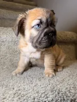 Coco, a female French Bulldog for sale in Huntington Beach, CA – 7 of 10