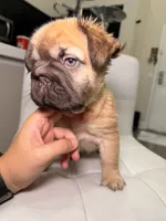 Coco, a female French Bulldog for sale in Huntington Beach, CA – 9 of 10