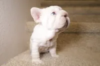 Pixie, a female French Bulldog for sale in Huntington Beach, CA – 7 of 7