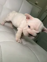 Pixie, a female French Bulldog for sale in Huntington Beach, CA – 2 of 7