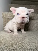 Pixie, a female French Bulldog for sale in Huntington Beach, CA – 5 of 7