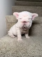 Pixie, a female French Bulldog for sale in Huntington Beach, CA – 4 of 7