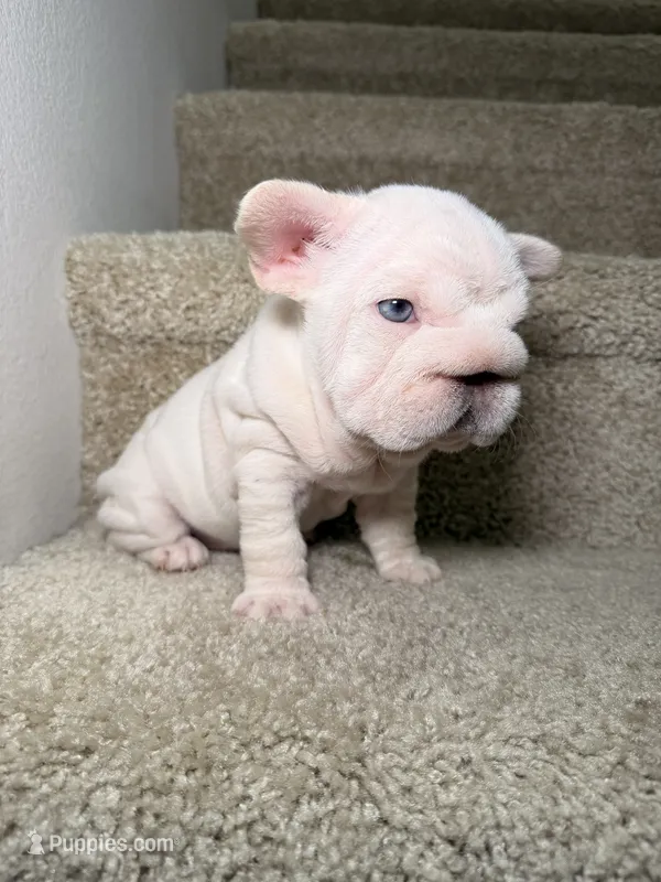 Pixie – French Bulldog puppy for sale in Huntington Beach, CA