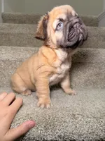 Coco, a female French Bulldog for sale in Huntington Beach, CA – 6 of 10