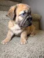 Coco, a female French Bulldog for sale in Huntington Beach, CA – 8 of 10