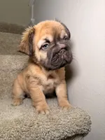 Coco, a female French Bulldog for sale in Huntington Beach, CA – 3 of 10