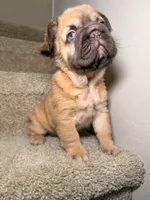 Coco, a female French Bulldog for sale in Huntington Beach, CA – 2 of 10