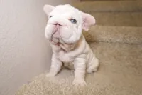 Pixie, a female French Bulldog for sale in Huntington Beach, CA – 6 of 7