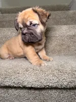 Coco, a female French Bulldog for sale in Huntington Beach, CA – 5 of 10