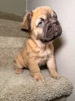 Coco, a female French Bulldog for sale in Huntington Beach, CA – 1 of 10