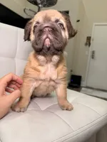 Coco, a female French Bulldog for sale in Huntington Beach, CA – 4 of 10