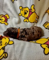 processed/1f8d0536-5505-4ad2-b702-5f01f69b9c62/listing/62fa0fdc-f6aa-4e88-8963-f5be1372b3ba/95771fcc-566c-4020-a323-c8839ac2959b