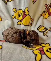 processed/1f8d0536-5505-4ad2-b702-5f01f69b9c62/listing/62fa0fdc-f6aa-4e88-8963-f5be1372b3ba/b08bd752-5176-4405-a079-6a1ab62715ea