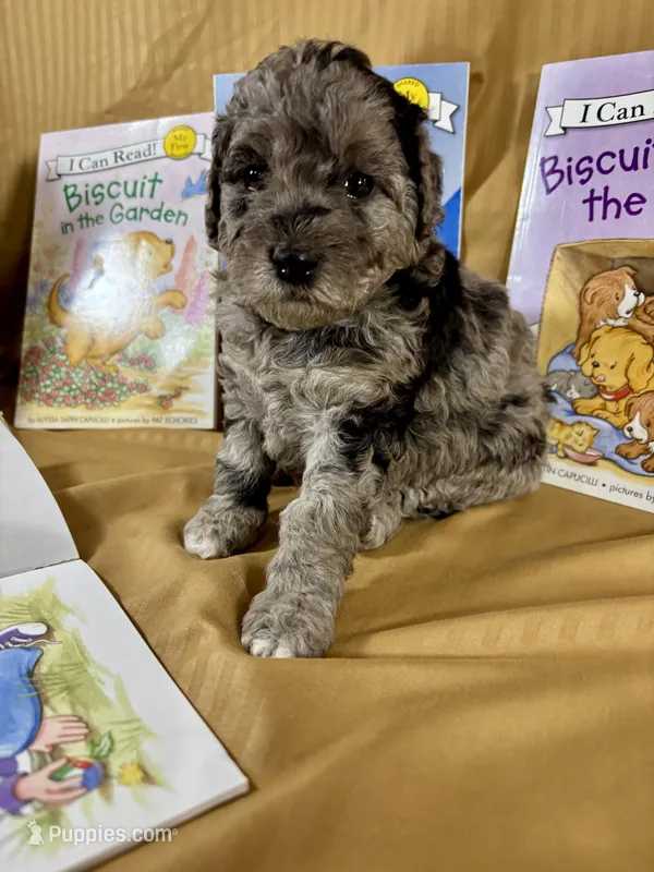 Cookie , a female Goldendoodle and Labradoodle for sale in Vale, OR – Photo 1 of 8