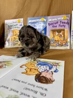 Cookie , a female Goldendoodle and Labradoodle for sale in Vale, OR – Photo 4 of 8