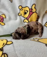 Cookie , a female Goldendoodle and Labradoodle for sale in Vale, OR – Photo 8 of 8