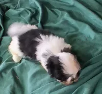 Baby boy, a male Shih Tzu for sale in Peoria, IL – 1 of 5