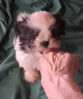 Baby boy, a male Shih Tzu for sale in Peoria, IL – 3 of 5