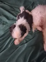 Baby boy, a male Shih Tzu for sale in Peoria, IL – 2 of 5